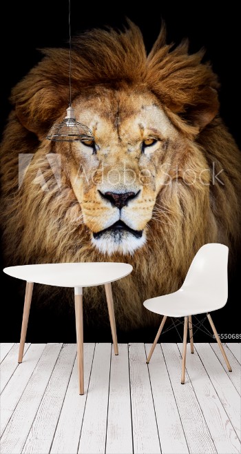 Bild på Portrait of huge beautiful male African lion against black backg